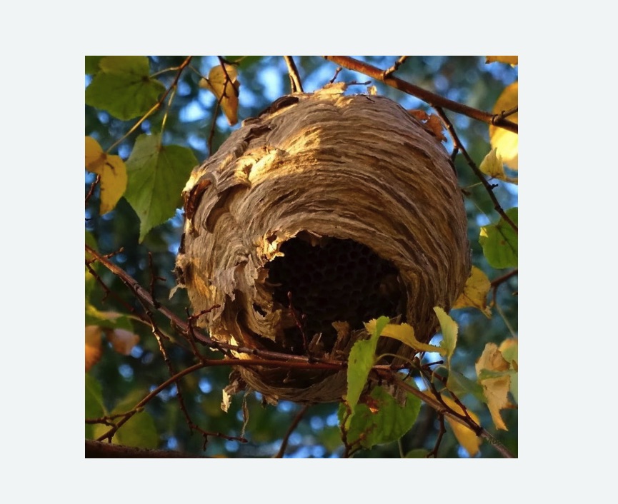 Обработка от шершней Каховская метро Москвы