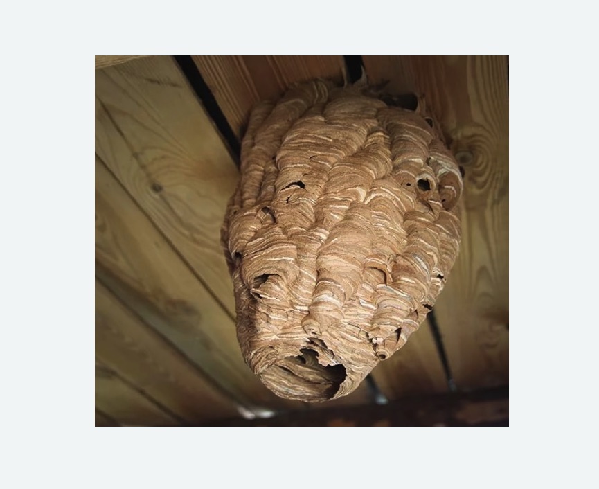 обработка от шершней Каховская метро Москвы