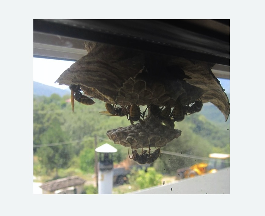 Уничтожение гнёзд шершней Каховская метро Москвы