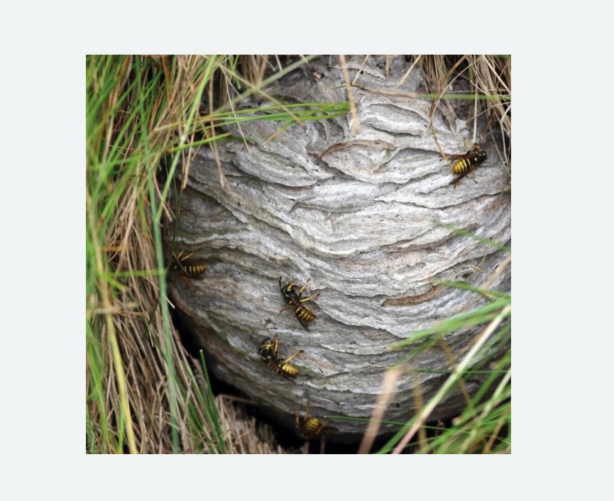 Уничтожение ос и ульев Уничтожение ос и ульев Каховская метро Москвы